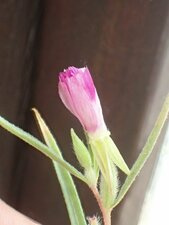 Clarkia purpurea quadrivulnera Bud